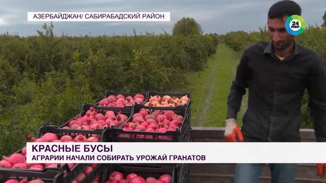 Урожай гранатов начали собирать в Азербайджане смотреть онлайн