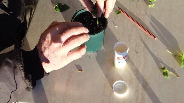 How To Take Cuttings And Propagate Fuchsia.