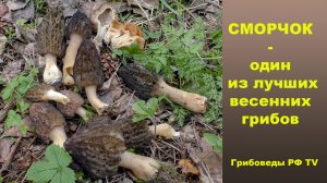 СМОРЧОК -  лучший весенний гриб!