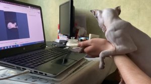 Выставка кошек online. Канадский сфинкс. КУБОК "БОЛЕЛЬЩИК"