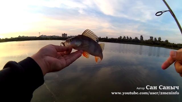 Залетный шнурок, рыбалка на окуней, Аваруна от Pontoon21