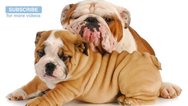 Musica para perros, increible musica para que tu perro tenga dulces sueños