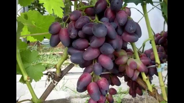 Сорт винограда Красотка # характеристика