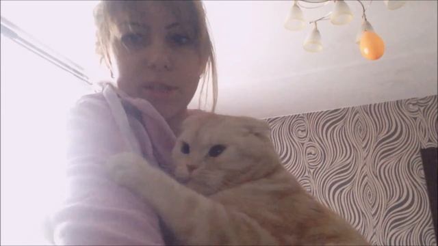 скотиш фолд. табби.песочный.смешной кот.балуется.skotish fold. tabby. смотреть онлайн