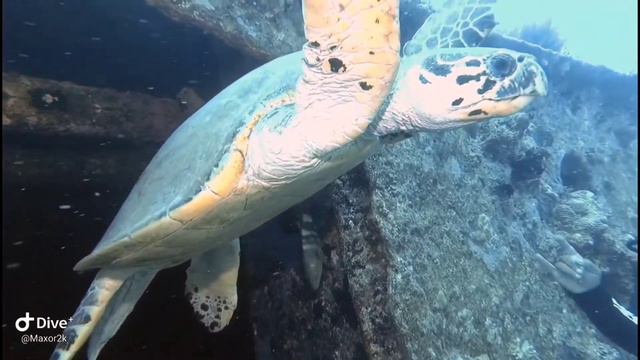 Черепаха на Тистлегорме. Красное море смотреть онлайн