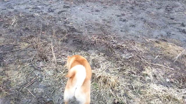 Shiba Inu