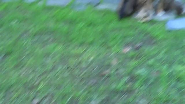 Maiskis Swedish Vallhund puppies 5½ weeks old смотреть онлайн