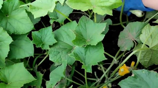 как мужчины собирают огурцы смотреть онлайн