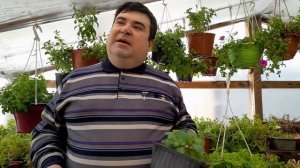 ВЕГЕТАТИВНЫЙ ЧЕРЕНОК КОГДА ВЫСАЖИВАТЬ,ЦЕНЫ