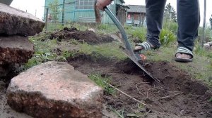 Созрела редиска Убрали дорожку Розы прижились