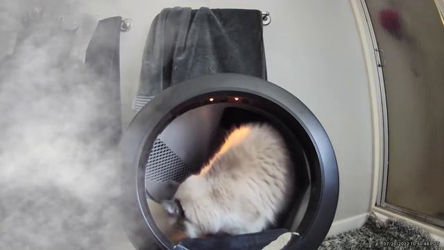 Litter Robot 4 and Skittish Ragdoll смотреть онлайн