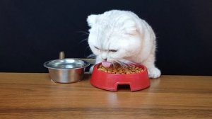 АСМР КОТ КУШАЕТ (ЗВУКИ ЕДЫ) ASMR CAT EATS (FOOD SOUNDS)