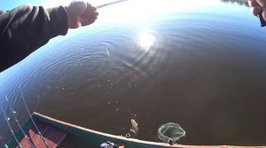 Плотва на ВАРЕННУЮ ПШЕНИЦУ! Рыбалка на донки с лодки! Южный Буг