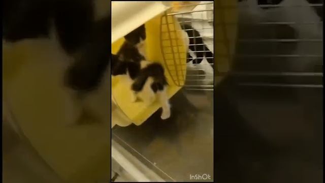 Бездомные котята просят о помощи на лечение?? Одна надежда на добрые ваши сердцаПодробнее в описани