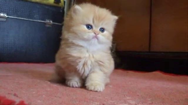 Персидский рыжий котенок DSCF0493 смотреть онлайн