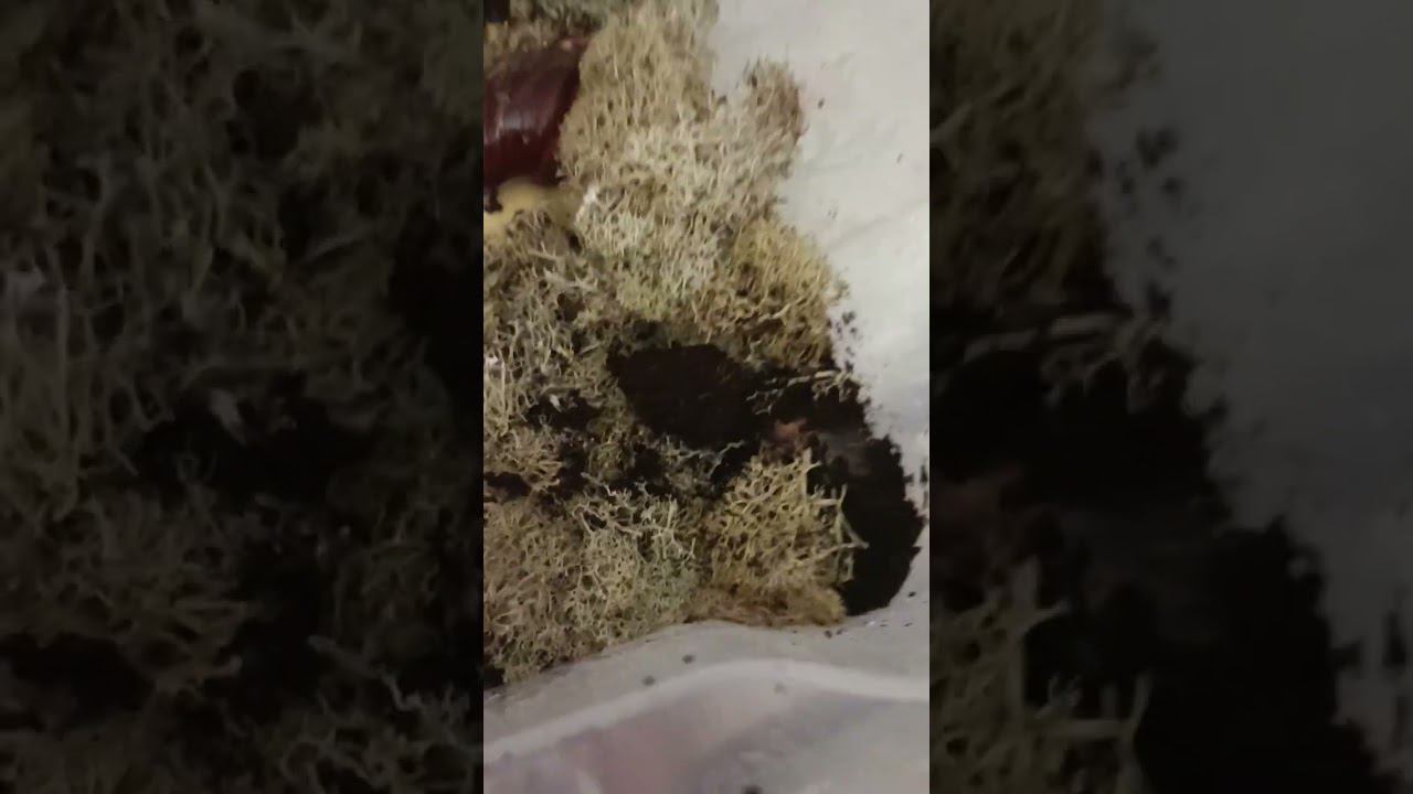 тоннели Гэри смотреть онлайн