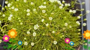 Мшанка шиловидная (Aurea). Краткий обзор, описание характеристик, где купить саженцы