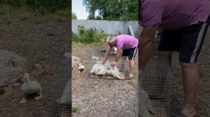 МУЛАРДЫ ЧТО ЗА ПТИЦА ИПХ РАССВЕТ