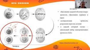 Деление клетки: Митоз. Мейоз. Биология ЕГЭ.