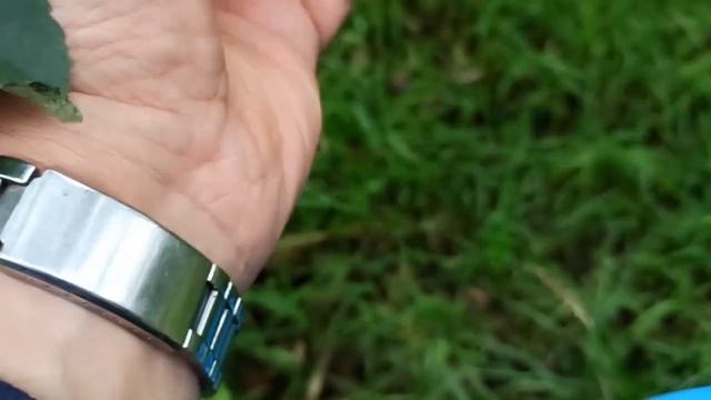 нектарин из косточки, первый- НАСТОЯЩИЙ урожай. смотреть онлайн