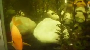 Большие аквариумные рыбки