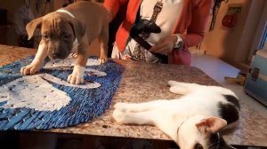 Щенок стаффа. Видео для будующих владельцев