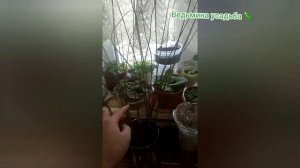 Размножение тамарикса (бисерника). 31 января 2021 года. Часть 1.