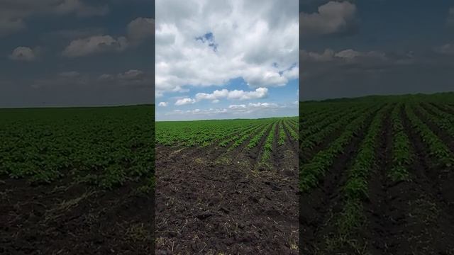 1 июня! 1-я фунгицидная обработка картофеля! смотреть онлайн