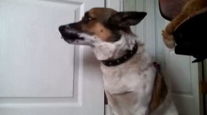 Собака зевает