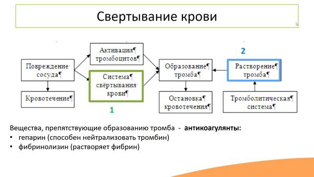 Тромбоциты. Гемокоагуляция