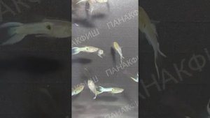 Гуппи Эндлера голубой (Poecilia reticulata "Blue Endler")