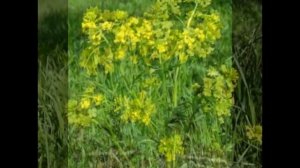 Сурепка обыкновенная   Barbarea vulgaris