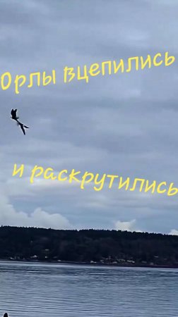 Орлы вцепились и раскрутились 🌞