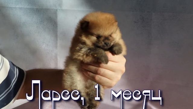 Померанский шпиц, Ларсс, 1 месяц смотреть онлайн