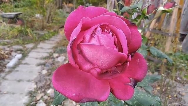 Мои розы 7 октября смотреть онлайн