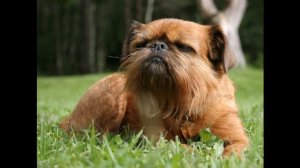 Брюссельский гриффон