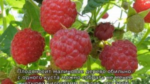 Штамбовая малина