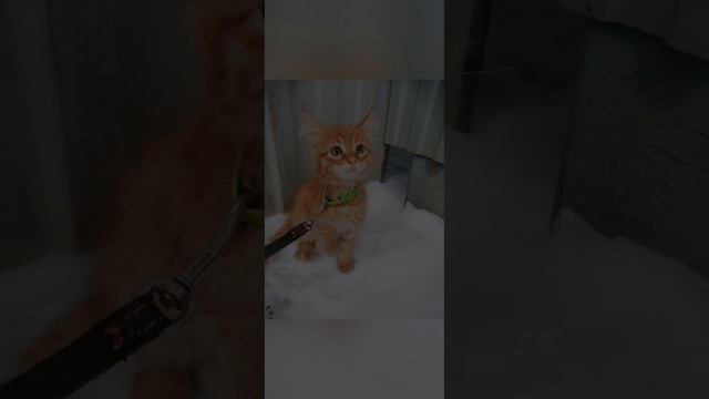 Обзор на котика| Мейн-кун смотреть онлайн