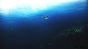 РОТАН УБИЙЦА КАРАСЯ! Подводное видео