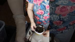 ипомея батат, пересадка в стаканчики.