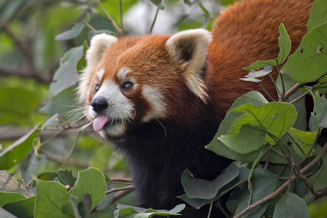 Малая красная панда.   Малая красная панда,эта милота способна снять любой стресс.