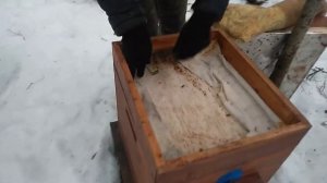ЗИМОВКА ПЧЁЛ 2021!!!ЧТО С ПЧЁЛАМИ!!!
