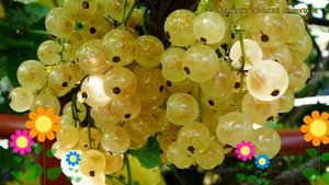 Смородина белая Смольяниновская. Краткий обзор, описание характеристик ribes rubrum Smolianinovskai