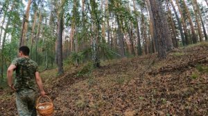 НАСТОЯЩИЕ СУХИЕ белые ГРУЗДИ/вот И ПОШЛИ в БОРУ/все ЯДРЕНЫЕ их МНОГО/СБОР СУХИХ ГРУЗДЕЙ В ЗАУРАЛЬЕ