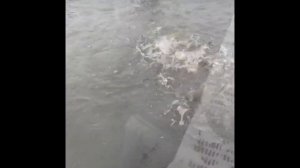 Навеска рыбы