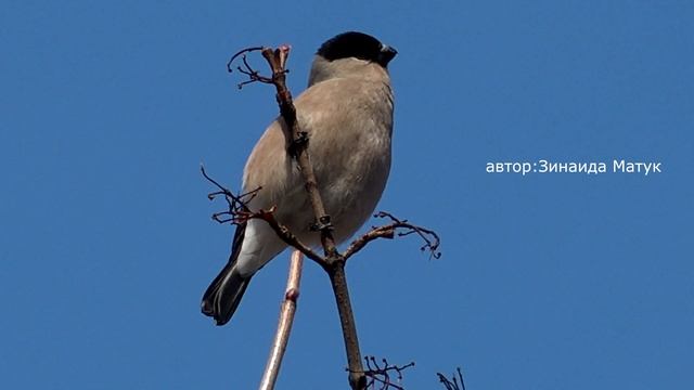 Снегирь самка поёт / Снегирь Pyrrhula pyrrhula / как выглядит самка снегирь? / голоса птиц природе смотреть онлайн