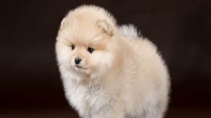 Сколько живут шпицы померанские в домашних условиях