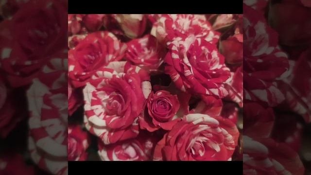 Пиратская жизнь Нина и Вовчик - и ЭТО тренировка? | Сплетница