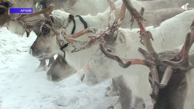 1603 НЕНЕЦКИЙ СЛОВАТЬ КОЧЕВНИКА смотреть онлайн