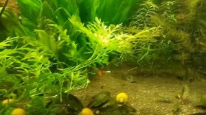 мой аквариум